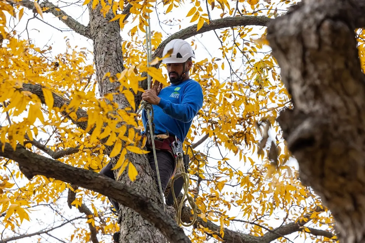 Skilled Tree Trimming crew working in Selbyville